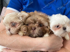 imperial shih tzu ready now