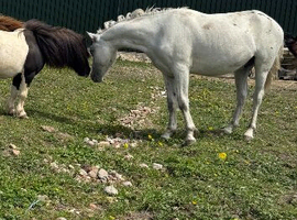 Welsh gelding