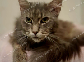 Manie coon