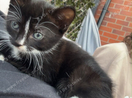 Kittens