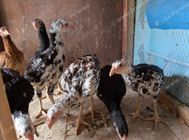 Aseel chicken for sale