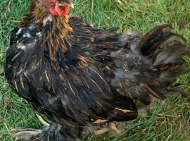 Young Pekin cockerel - Available