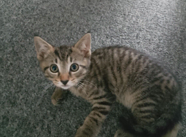 Ready to leave. 3 beautiful playful kittens for there forever homes