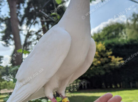 Breeding Pair White Doves / pigeons