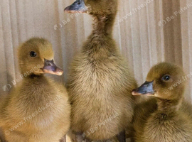 Khaki campbell ducklings