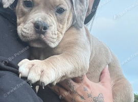 Stunning Old English Bulldog Pups