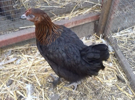 Black rock pullets 16to18 weeks