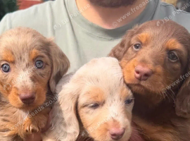 KC Miniature longhaired dachshunds for sale