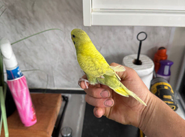 Young budgies