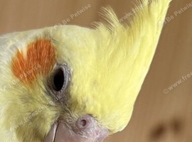 Young cockatiel
