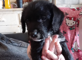 Jackadoodle pups