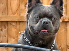 Fluffy frenchie
