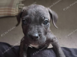 Female cane corso x presa canario puppy 10 weeks old
