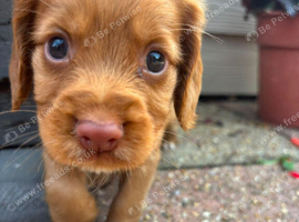 Cocker spaniel