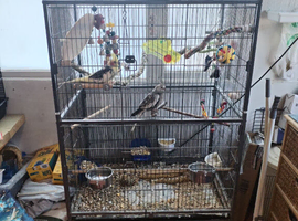 Pair cockaiels with cage