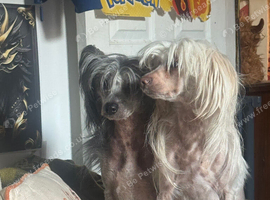 Chinese crested puppies