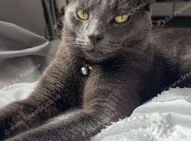 Female Russian blue