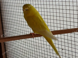 2 lutino female budgies