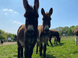 Loving donkeys looking for loving homes geldings