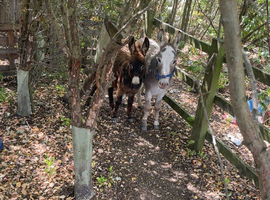Mediterranean donkey Jack foal