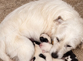 Jack Russell puppies