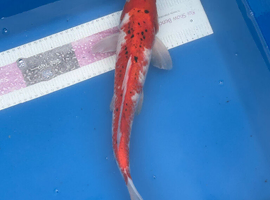 Koi carp 44cm sanke