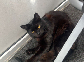 Fluffy Cat