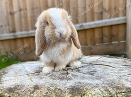 Mini lop black Harlequin VM doe remaining
