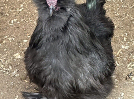 Black  American Silkie cockerel for Rehome