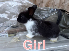 Baby mini lion lops for sale