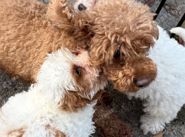 Cavapoo girls for sale