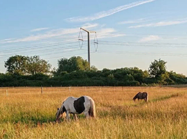 Grazing / field to rent Weston Super Mare and surrounding areas.
