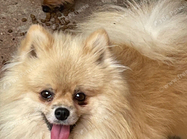 Male pomeranian for sale