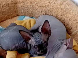 Full hairless kitten girl