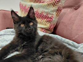 Ready to leave - Tica registered black smoke male maine coon