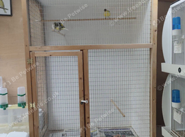 Fife canaries pairs