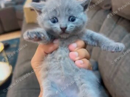 British Shorthair kittens