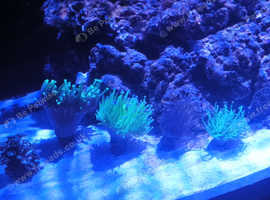 Torch corals for sale