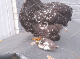 Black mottled pekin chicken