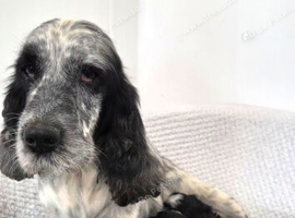 Health tested cockapoo puppies