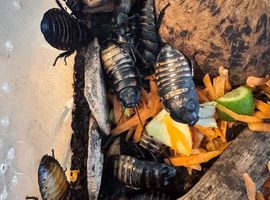 2 female and 1 male hissing roaches