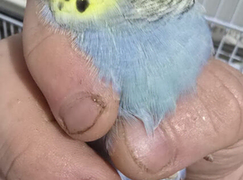 3 budgies