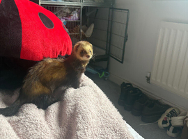Male Ferret