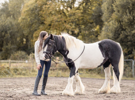 Gypsy Cob Mare - 10 Year Old - Trekking Pony