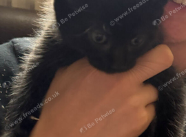 Half ragdoll/mixed breed looking for his forever home