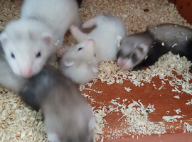Baby Ferrets