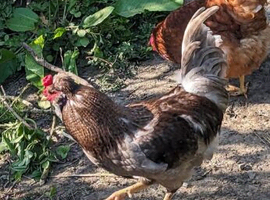 Araucana cockerel and a warren hen pair