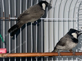Iraqi Bulbul White-Eared Bulbul  For Sale - Male and Female