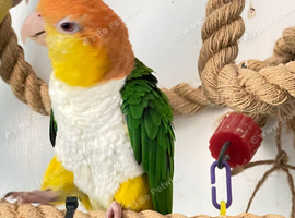 Female yellow thigh Caique hand tame cute pet bird