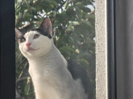 Kitten cow cat